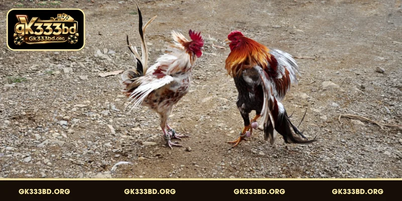 Chicken Fight GK333 এর আন্তর্জাতিক ককফাইট প্রোভাইডারসমূহ