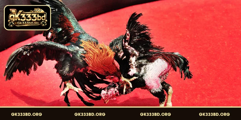 Chicken Fight GK333 এর মূল ধারণা ও আধুনিক ফিচার